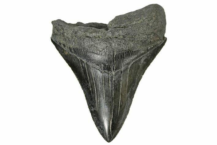 Serrated, Fossil Megalodon Tooth - South Carolina #170451